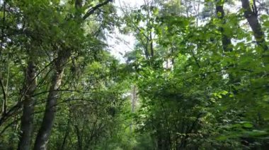 Bir yaz gününde ağaçlı orman, yavaş çekim.