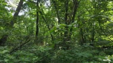 Bir yaz gününde ağaçlı orman, yavaş çekim.