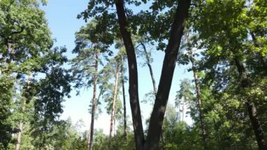 Bir yaz gününde ağaçlı orman, yavaş çekim.