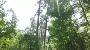 Bir yaz gününde ağaçlı orman, yavaş çekim.