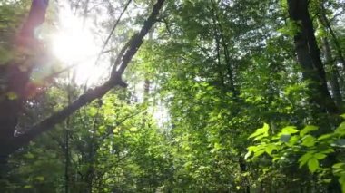 Bir yaz gününde ağaçlı orman, yavaş çekim.