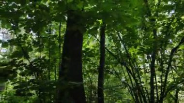 Bir yaz gününde ağaçlı orman, yavaş çekim.