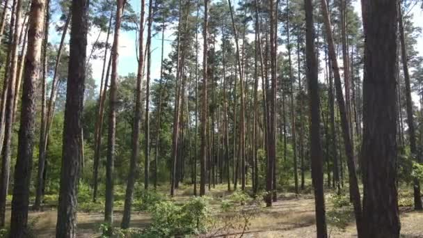 Лес с деревьями в летний день, замедленная съемка — стоковое видео