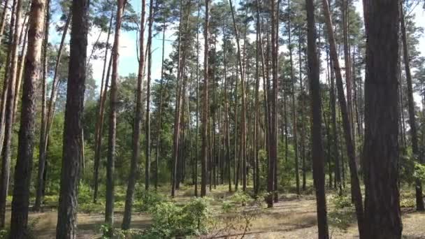 Skog med träd en sommardag, slow motion — Stockvideo