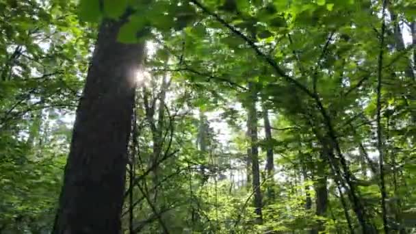 Ліс з деревами в літній день, повільний рух — стокове відео