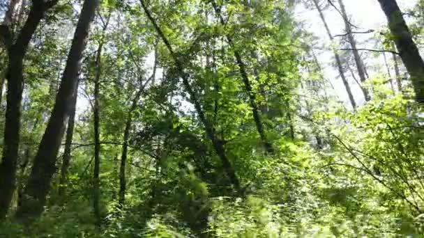 Bos met bomen op een zomerdag, slow motion — Stockvideo
