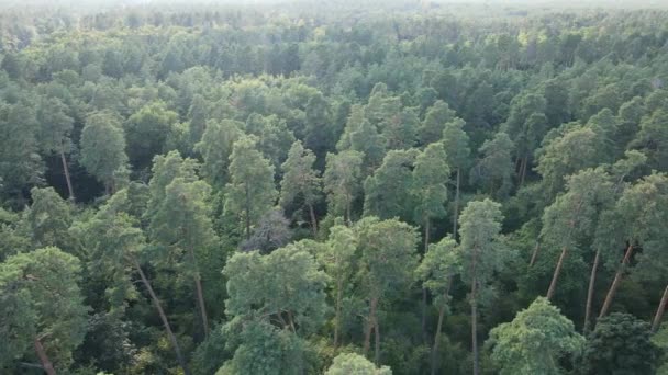 Bos met bomen op een zomerdag, slow motion — Stockvideo