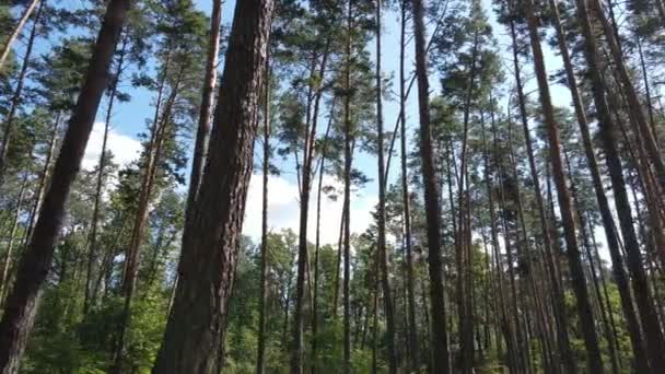 夏日有树的森林，动作缓慢 — 图库视频影像