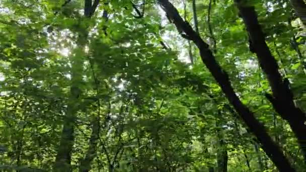 Ліс з деревами в літній день, повільний рух — стокове відео