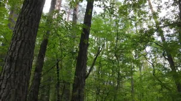 Bos met bomen op een zomerdag, slow motion — Stockvideo