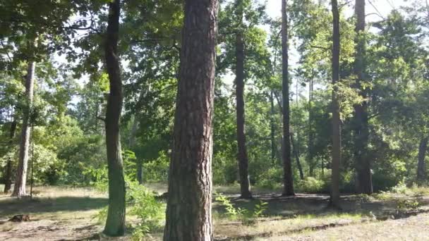 Wald mit Bäumen an einem Sommertag, Zeitlupe — Stockvideo