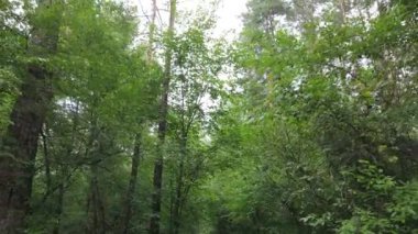Bir yaz gününde ağaçlı orman, yavaş çekim.