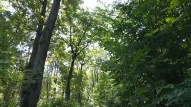 Bir yaz gününde ağaçlı orman, yavaş çekim.