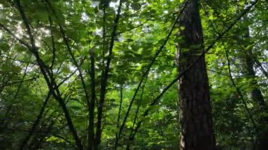 Bir yaz gününde ağaçlı orman, yavaş çekim.