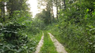 Bir yaz gününde ağaçlı orman, yavaş çekim.