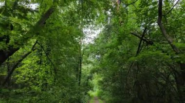 Bir yaz gününde ağaçlı orman, yavaş çekim.