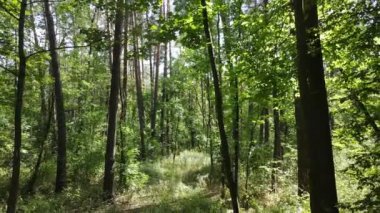 Bir yaz gününde ağaçlı orman, yavaş çekim.