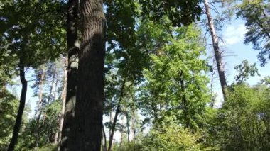 Bir yaz gününde ağaçlı orman, yavaş çekim.