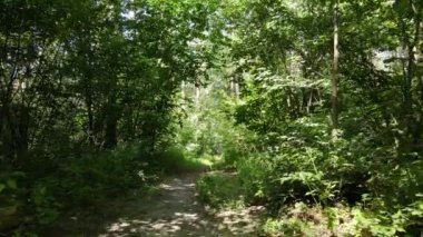 Bir yaz gününde ağaçlı orman, yavaş çekim.