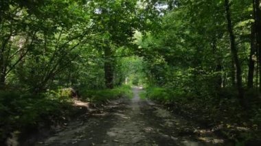 Bir yaz gününde ağaçlı orman, yavaş çekim.
