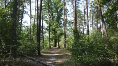 Bir yaz gününde ağaçlı orman, yavaş çekim.