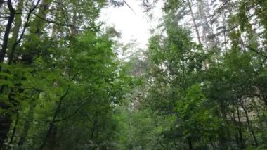 Bir yaz gününde ağaçlı orman, yavaş çekim.