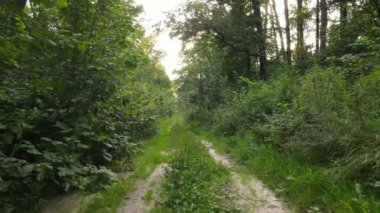 Bir yaz gününde ağaçlı orman, yavaş çekim.