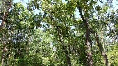 Bir yaz gününde ağaçlı orman, yavaş çekim.
