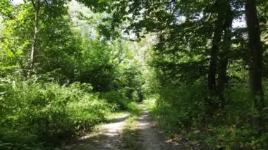 Bir yaz gününde ağaçlı orman, yavaş çekim.