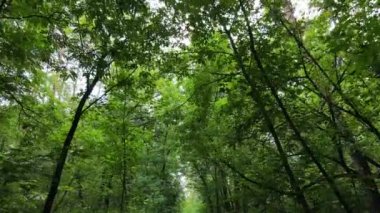 Bir yaz gününde ağaçlı orman, yavaş çekim.