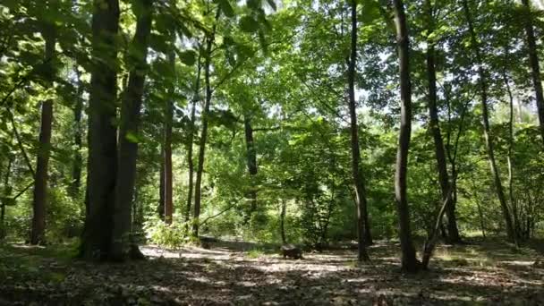 Bosque con árboles en un día de verano, cámara lenta — Vídeos de Stock