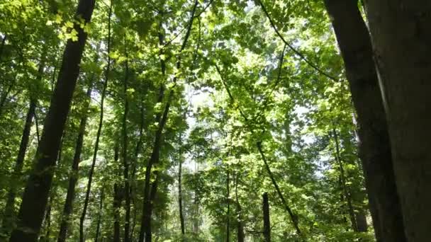 Bos met bomen op een zomerdag, slow motion — Stockvideo