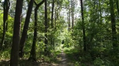 Gündüzleri ağaçlı yeşil orman