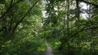 Gündüzleri ağaçlı yeşil orman