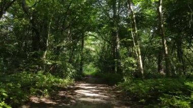 Gündüzleri ağaçlı yeşil orman