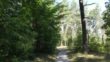 Gündüzleri ağaçlı yeşil orman