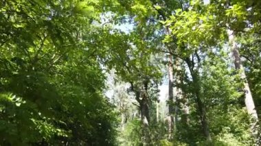 Gündüzleri ağaçlı yeşil orman