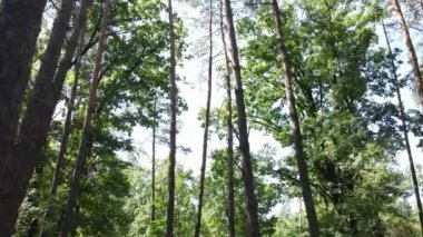 Gündüzleri ağaçlı yeşil orman