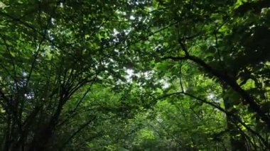 Gündüzleri ağaçlı yeşil orman