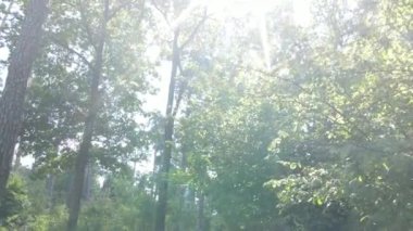 Gündüzleri ağaçlı yeşil orman