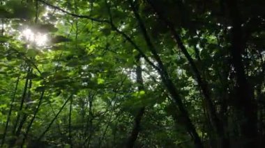 Gündüzleri ağaçlı yeşil orman