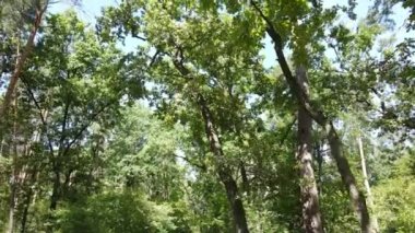 Gündüzleri ağaçlı yeşil orman