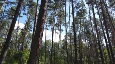 Gündüzleri ağaçlı yeşil orman