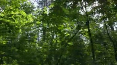 Gündüzleri ağaçlı yeşil orman