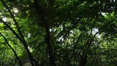 Gündüzleri ağaçlı yeşil orman