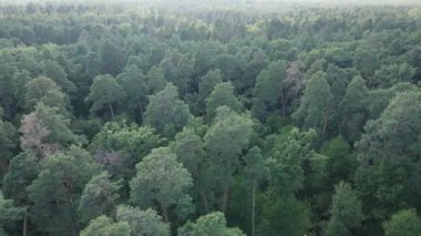 Gündüzleri ağaçlı yeşil orman