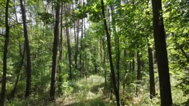 Gündüzleri ağaçlı yeşil orman