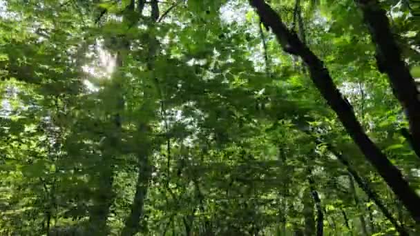 Зеленый лес с деревьями днем — стоковое видео