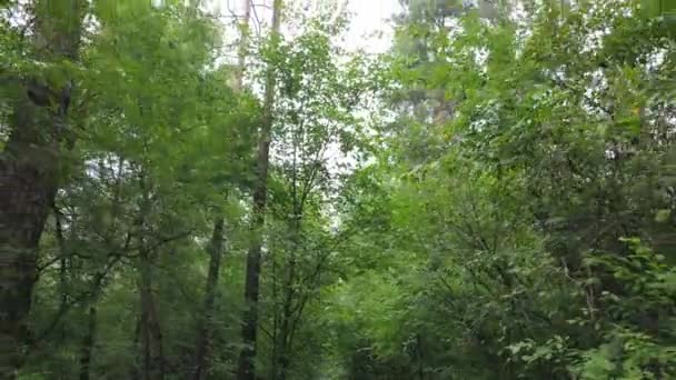 Groen bos met bomen overdag — Stockvideo