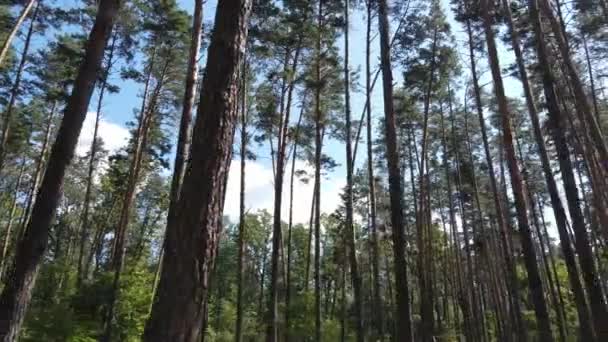 Green forest with trees by day — Stock Video